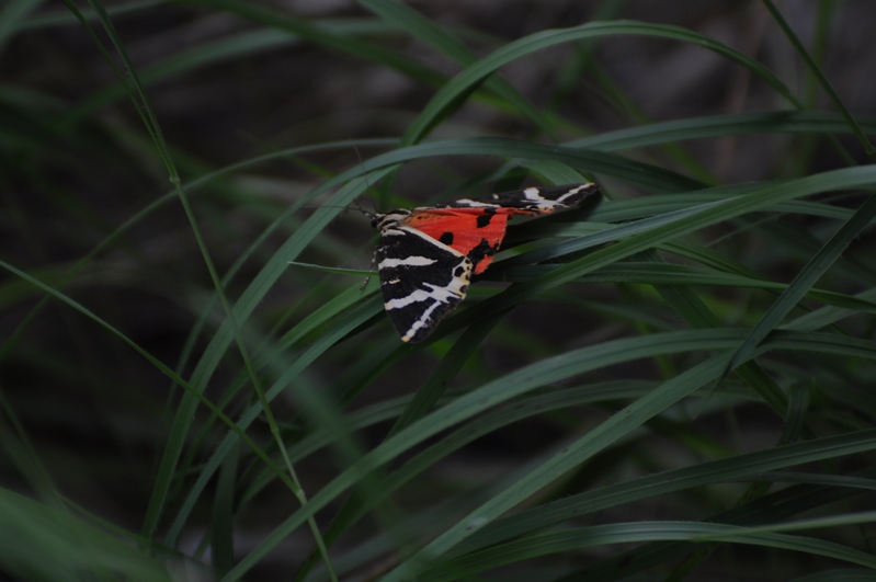 falena? - Euplagia quadripunctaria